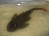 L95 Pleco